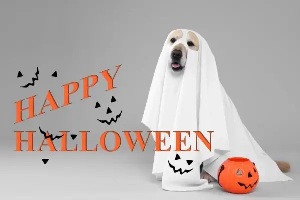 Happy Halloween from Armor Mortgage